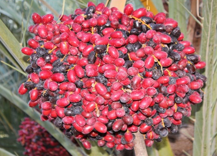 Dattes Bousthammi Noir